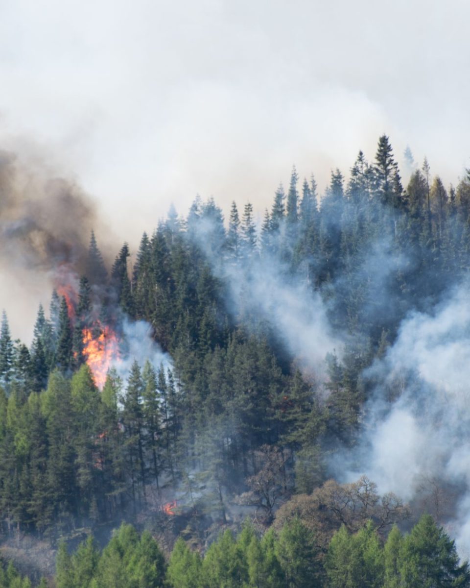 australia case study australia case study