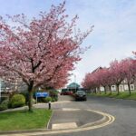 South Eastern Health and Social Care Trust (SEHSCT)